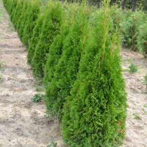 Thuja Occidentalis 'Smaragd'
