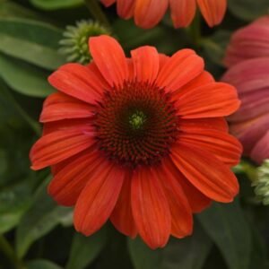 Echinacea x 'Sombrero Balsomanita'