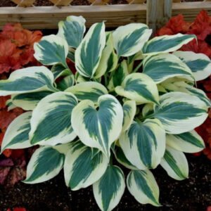Hosta 'Blue Ivory'