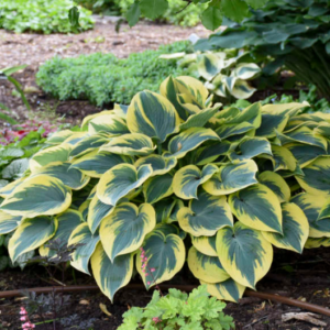 Hosta 'First Frost'