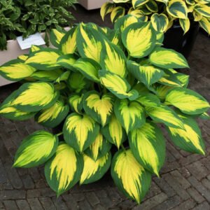 Hosta 'Forbidden Fruit'