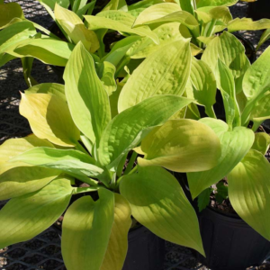 Hosta 'Sunny Halcyon'