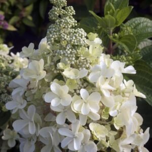 Hydrangea pan. Hpopro13