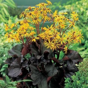 Ligularia Dentata 'Midnight Lady' #1