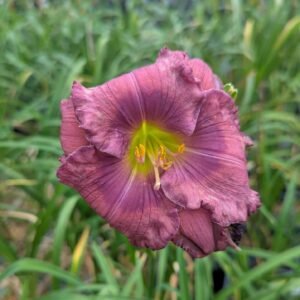 Hemerocallis 'Lavender Blue Baby'