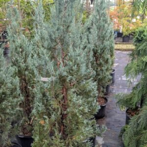 Juniperus Scopulorum 'Wichita Blue'