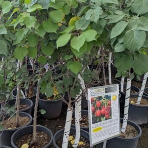 Prunus Kerrasis 'Romance Valentine'
