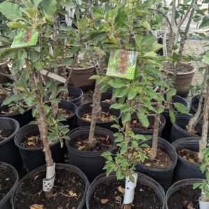 Malus Hybrid Ssp Columnar