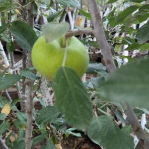 Malus Pumila 'Golden Sentinel'
