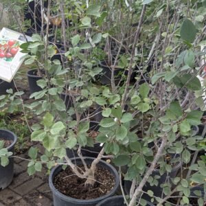 Prunus Kerrasis Hybrid Ssp Tart Cherry Shrub