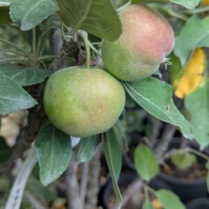Malus Pumila 'Scarlet Sentinel'