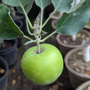 Malus Pumila 'Mutsu/Crispin'