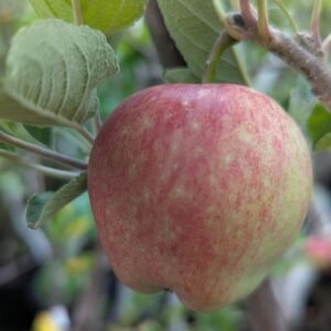 Malus Pumila 'Red Delicious'