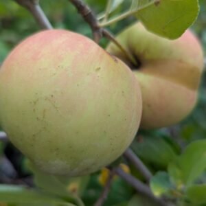 Malus Pumila 'Smoothie'