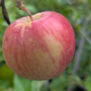 Malus Pumila 'Novaspy'