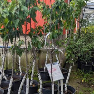 Prunus Avium 'Rainier'