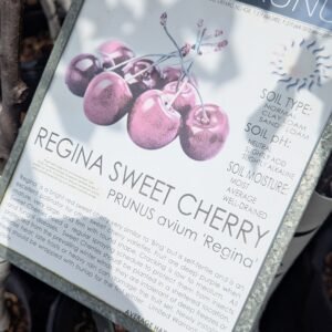 Prunus Avium 'Regina'