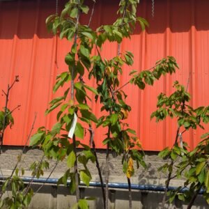Prunus Avium 'Stella'