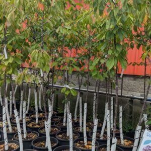 Prunus Avium 'Hedelfingen'