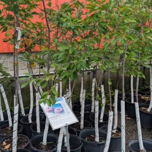 Prunus Cerasus 'Montmorency'