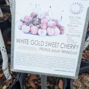 Prunus Avium 'Whitegold'