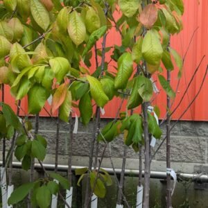 Prunus Avium 'Bing'