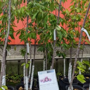 Prunus Avium 'Benton'