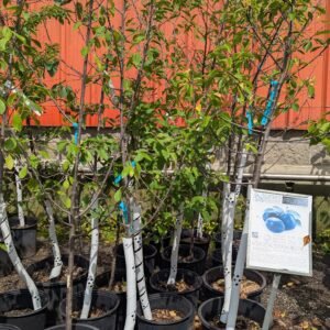 Prunus Domestica 'Mount Royal'