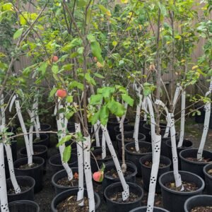 Malus Pumila 'Empire'
