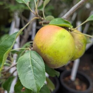 Malus Pumila 'Golden Russet'
