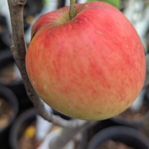 Malus Pumila 'Crimson Crisp'