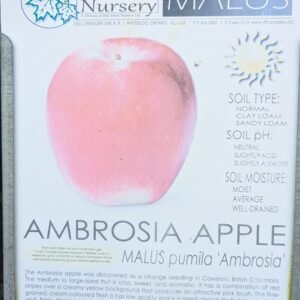 Malus Pumila 'Ambrosia'