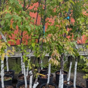 Prunus Salicina 'Early Gold'