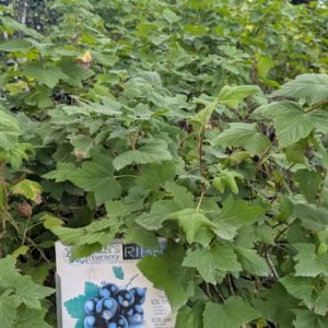 Ribes Nigrum 'Titania'