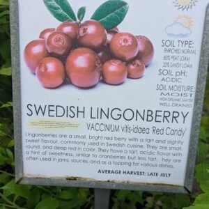 Vaccinium Vitis-Idaea 'Red Candy'