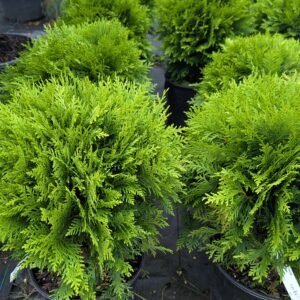 Thuja Occidentalis 'Danica'