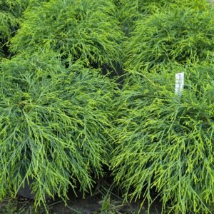 Chamaecyparis Pisifera 'Sungold'