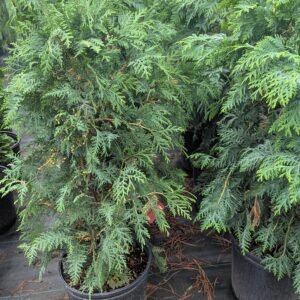 Thuja Occidentalis 'Nigra'