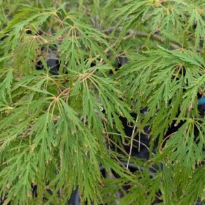 Acer Palmatum Dissectum 'Viridis'
