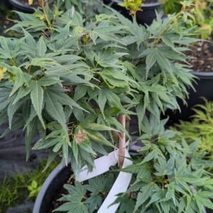 Acer Shirasawanum 'Autumn Moon'