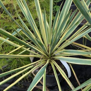 Yucca filamentosa Bright Edge