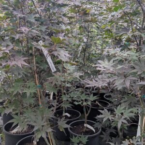 Acer Palmatum 'Bloodgood'