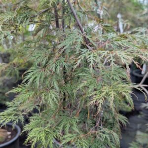 Acer Palmatum Dissectum 'Inaba-Shidare'