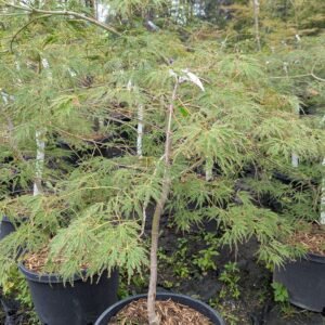 Acer Palmatum Dissectum 'Waterfall'