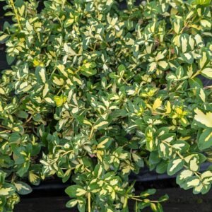 Euonymus Fortunei 'Surespot'