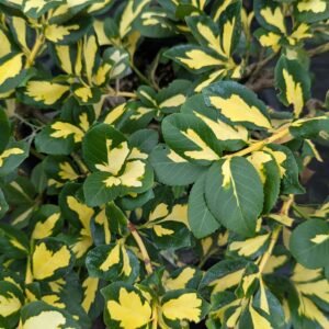 Euonymus Fortunei 'Moonshadow'/'Surespot' Std