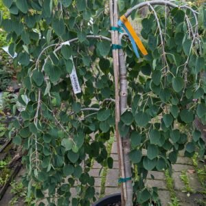 Cercidiphyllum Japonucum 'Pendula'