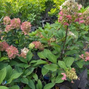 Flare Lava Lamp Hydrangea