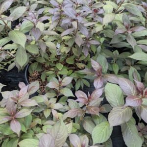 Weigela florida Verweig