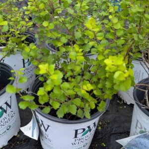 Betula Ceski Gold